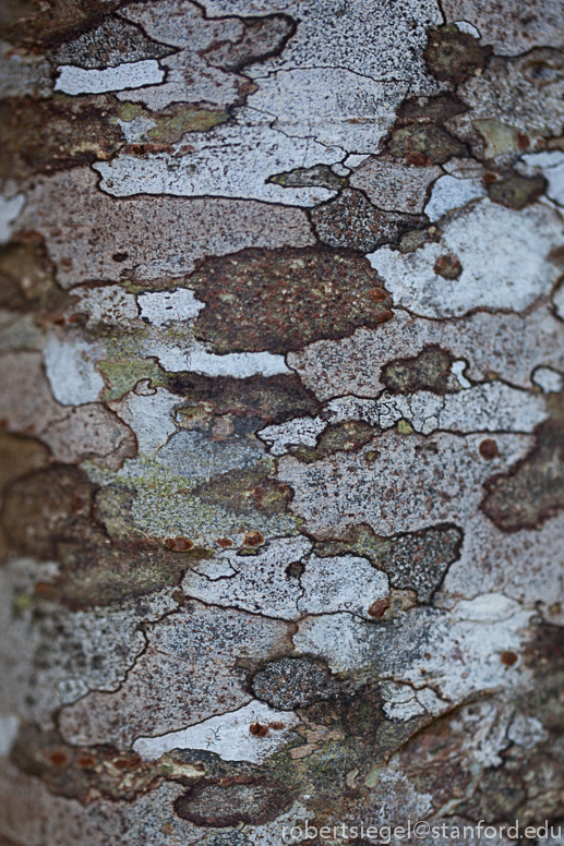 bark